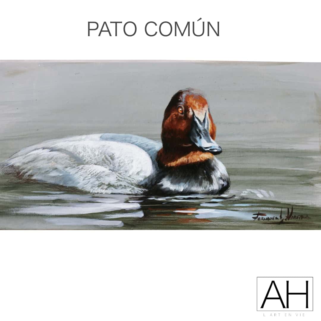 006 pato comun fernando garcia herrera 006 pato comun fernando garcia herrera