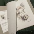 jabali dibujo cuadro herrera caza monteria