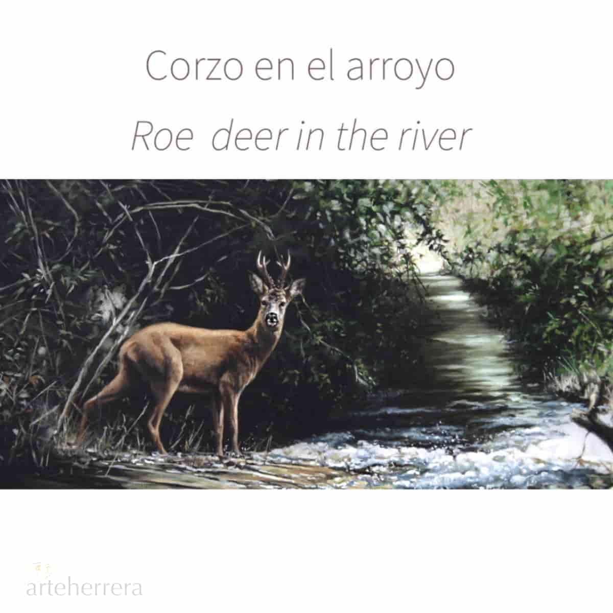 corzo arroyo caza herrera corzo arroyo caza herrera