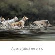 cuadro caza agarre jabali herrera podencos cordoba