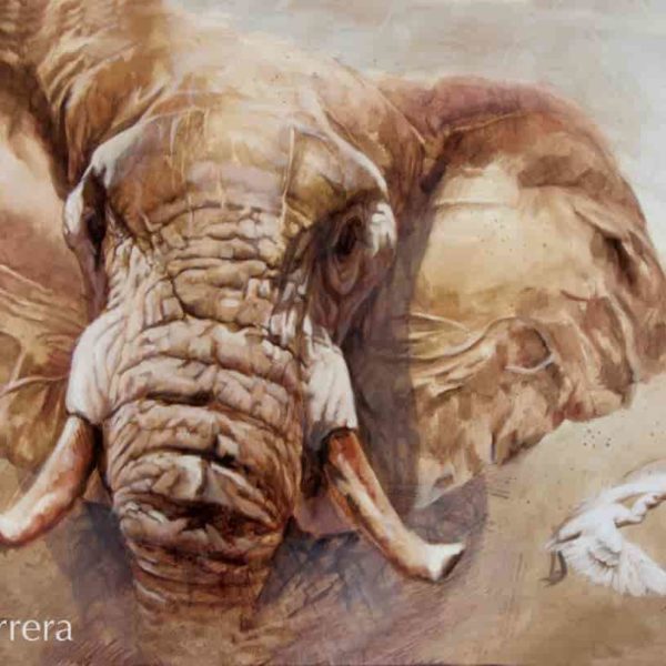 lamina elefante bigfive arteherrera