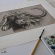 grabado bufalo africano arte herrera 1
