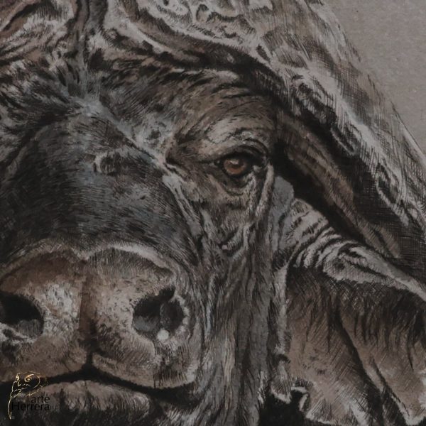 grabado bufalo africano arte herrera 3