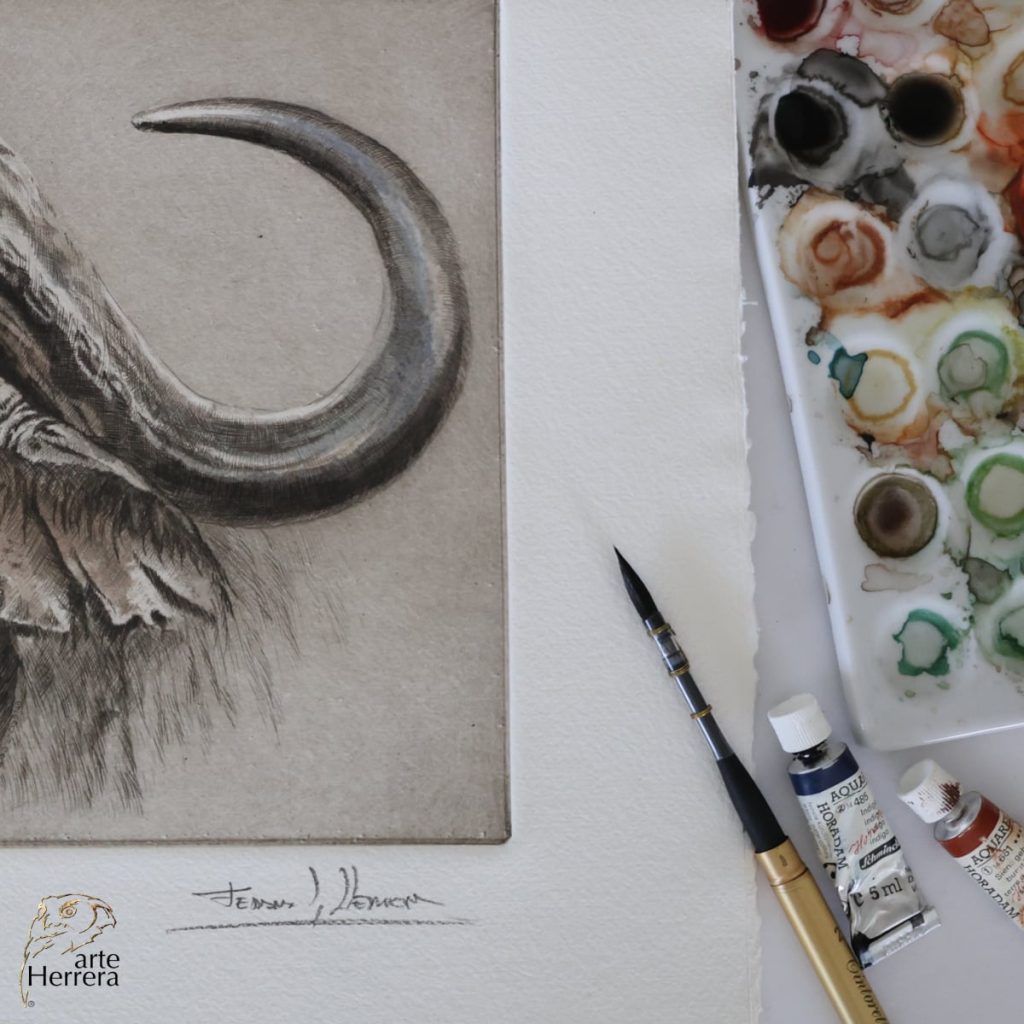 grabado bufalo africano arte herrera 5