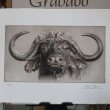 grabado bufalo africano arte herrera 7