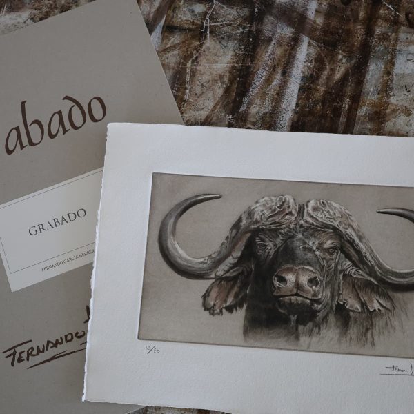 grabado bufalo africano arte herrera 8