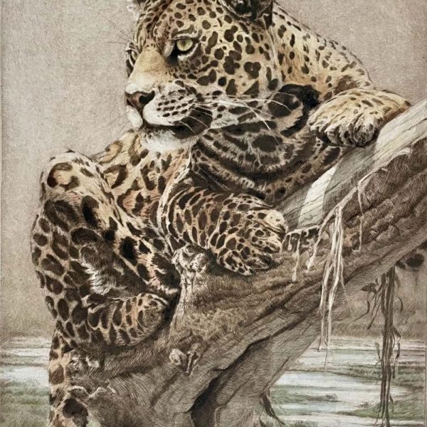 grabado leopardo africa herrera