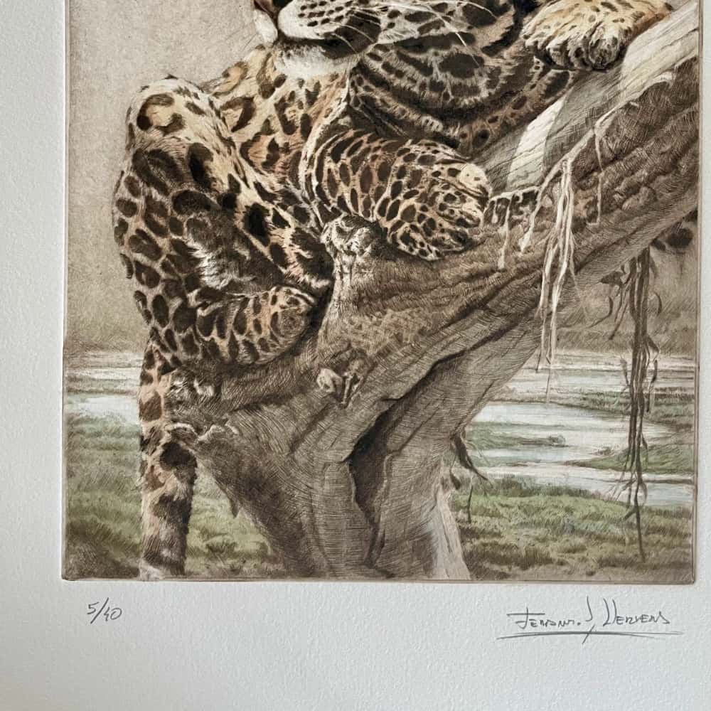 grabado leopardo africa herrera exclusivo