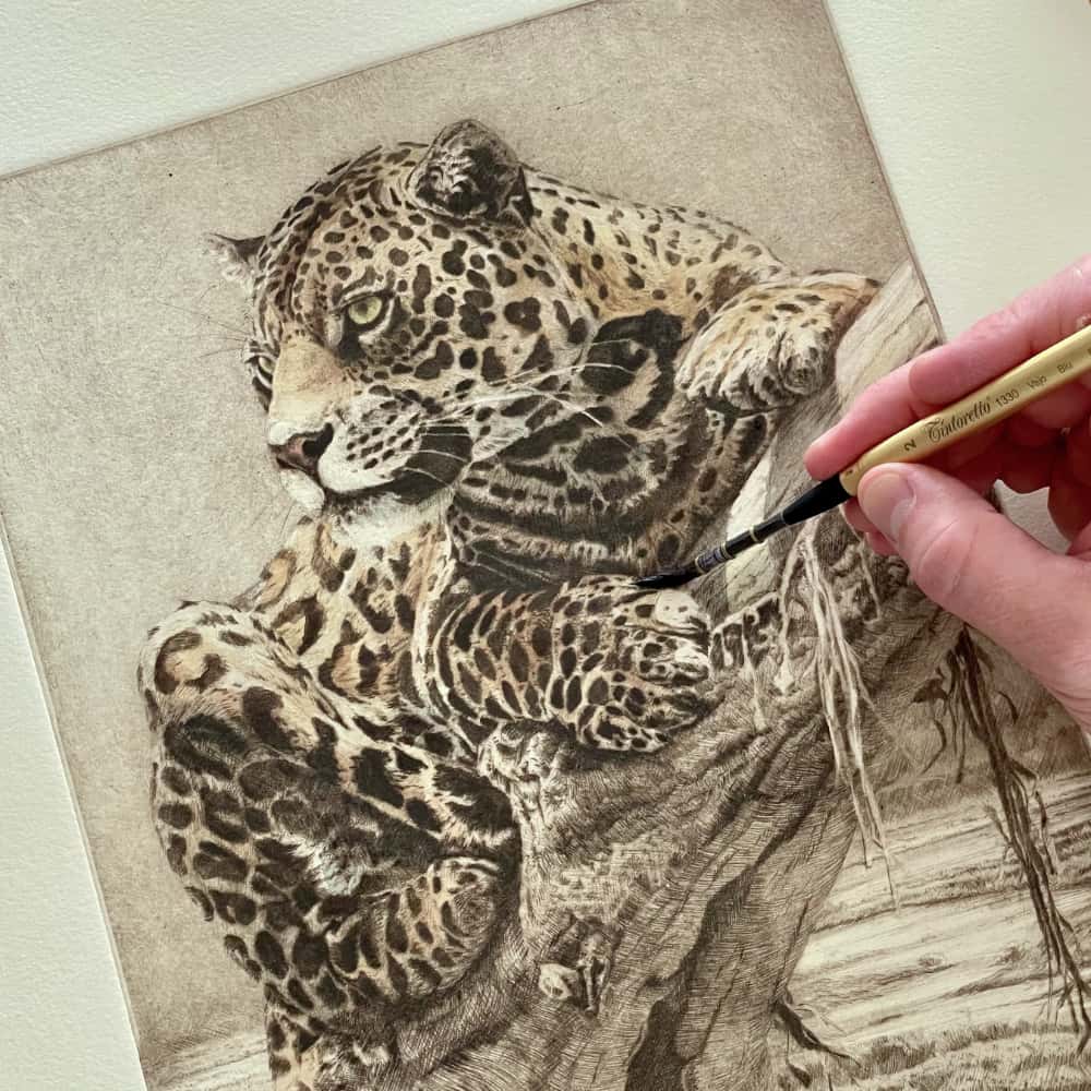 grabado leopardo coloreado africa herrera