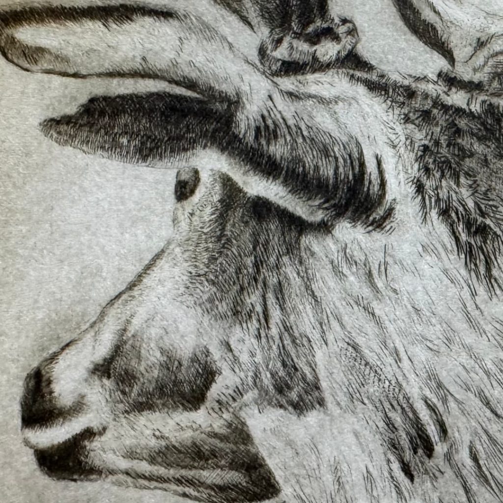 grabado venado ciervo caza herrera 2