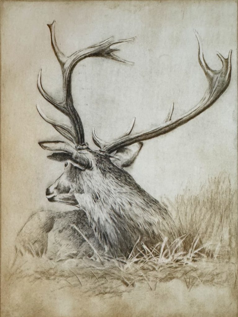 grabado venado ciervo monteria caza herrera 2