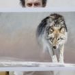 Lobo-Wolf-Herrera-Wildlifeart