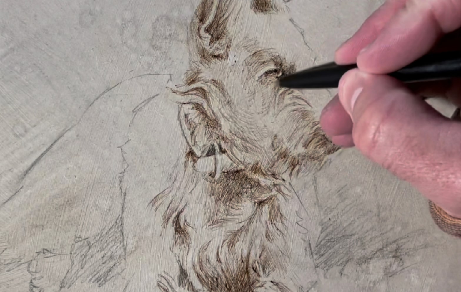 dibujo podencop herrera