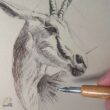 dibujo antilope herrera proceso herbin
