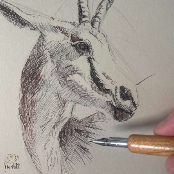 dibujo antilope herrera proceso herbin