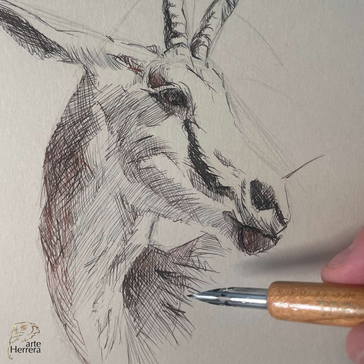 dibujo antilope herrera proceso herbin dibujo antilope herrera proceso herbin