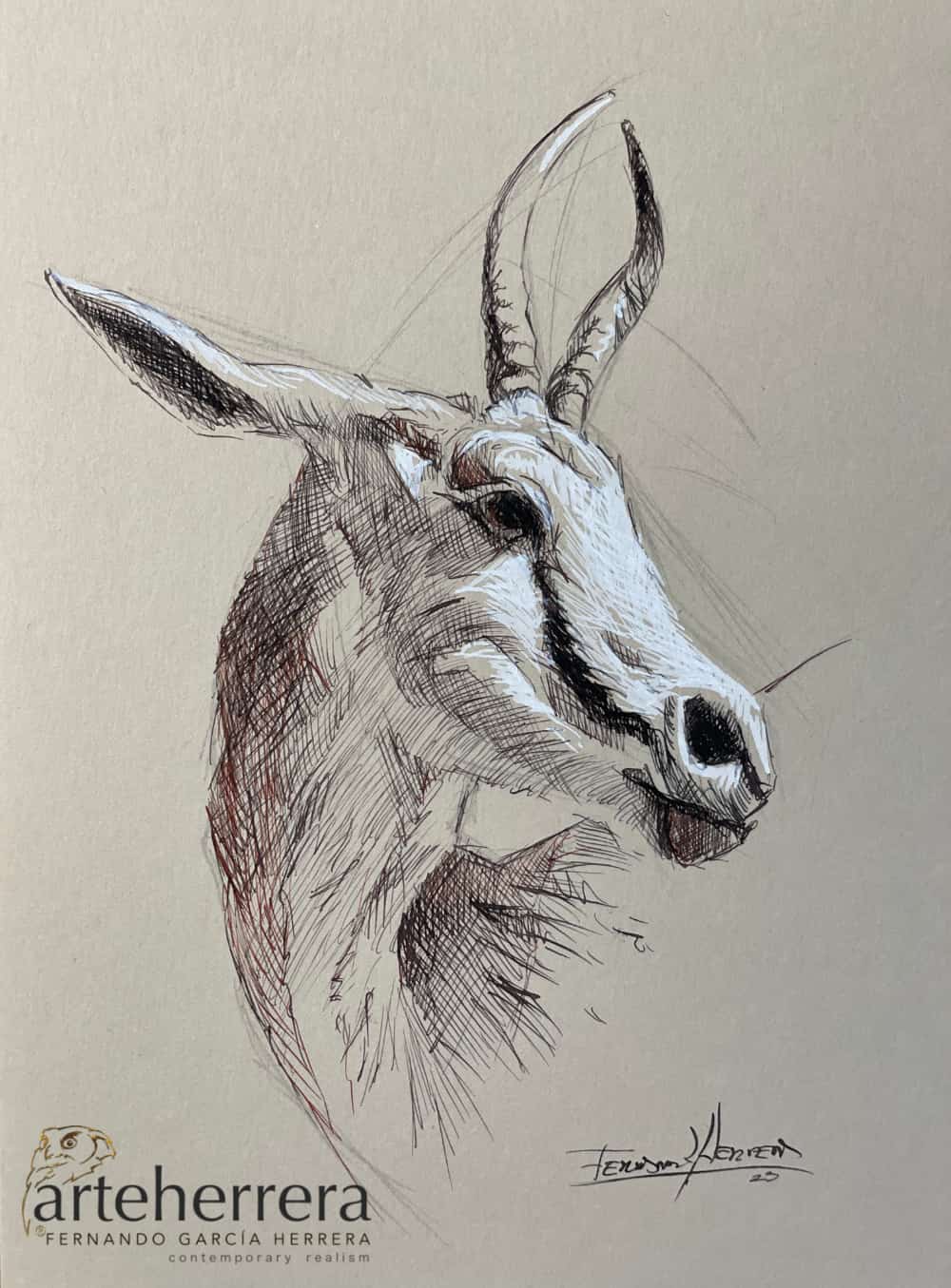dibujo antilope herrera dibujo antilope herrera