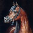 arabian horse qatar herrera oil
