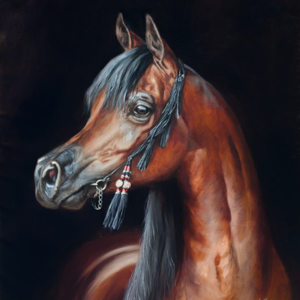 arabian horse qatar herrera oil