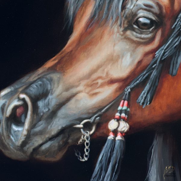 arabian horse qatar herrera oil doha