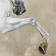 arabian horse white qatar herrera oil painter