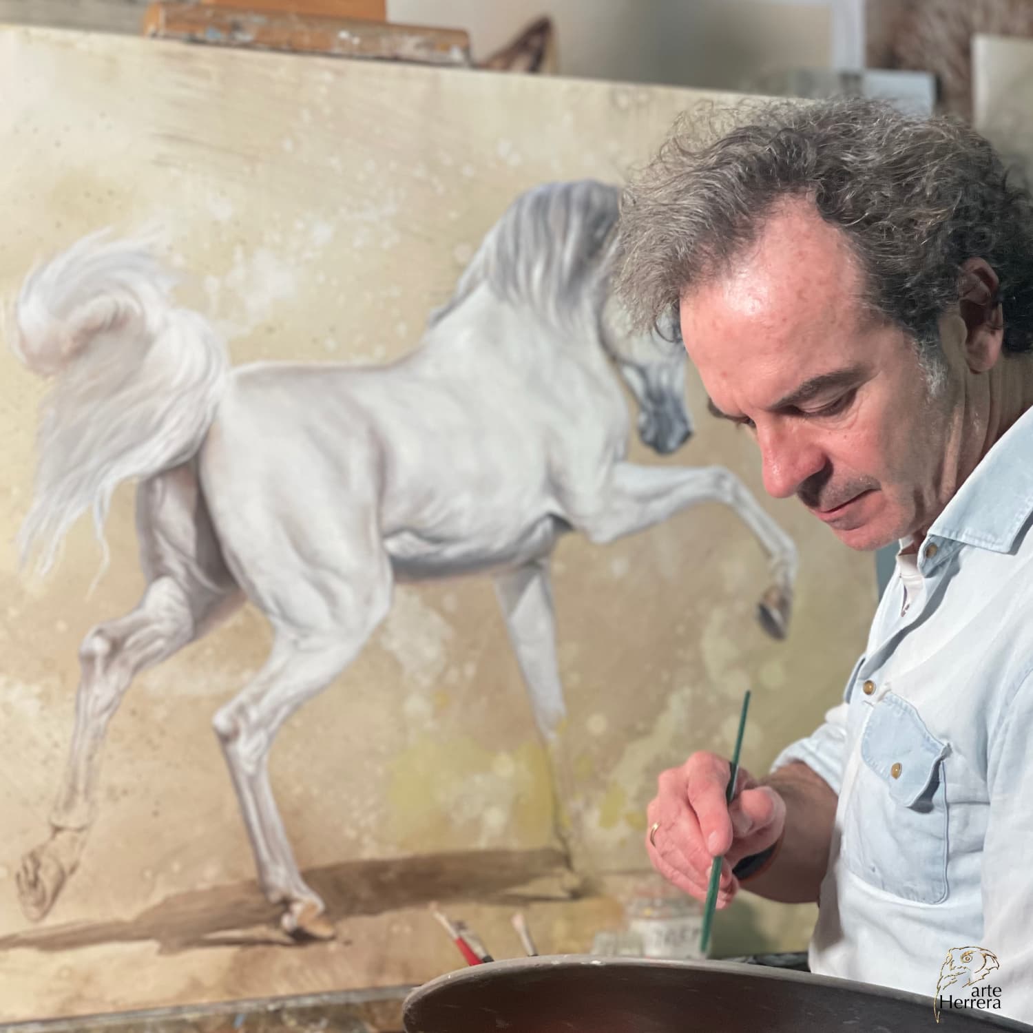 arabian horse white qatar herrera oil arabian horse white qatar herrera oil