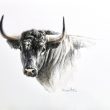 toro bravo cuadro herrera dibujo