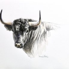 Dibujo Toro Bravo