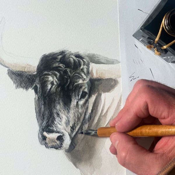 toro bravo cuadro herrera dibujo pluma