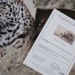 leopardo cuadro lienzo land rover arte herrera canvas print leopard certificado
