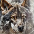 cuadro lobo al oleo herrera