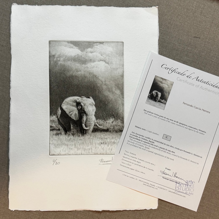 grabado elefante africano herrera