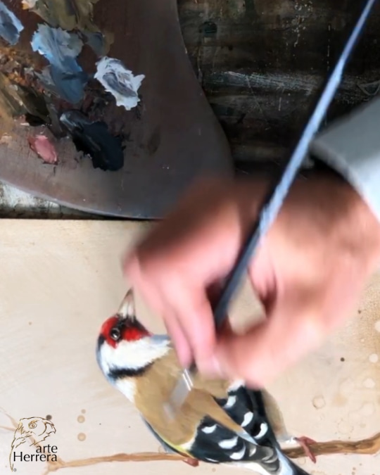 pintar cuadro jilguero al oleo comprar herrera pintar cuadro jilguero al oleo comprar herrera
