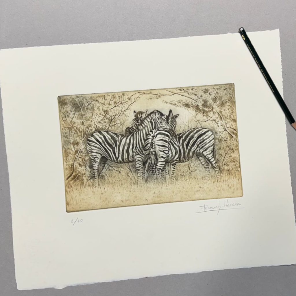 grabado cebras áfrica herrera