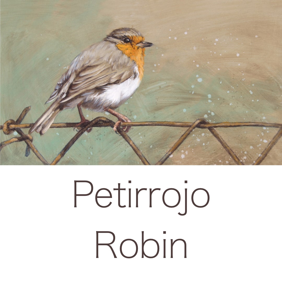 petirrojo robin cuadro herrera