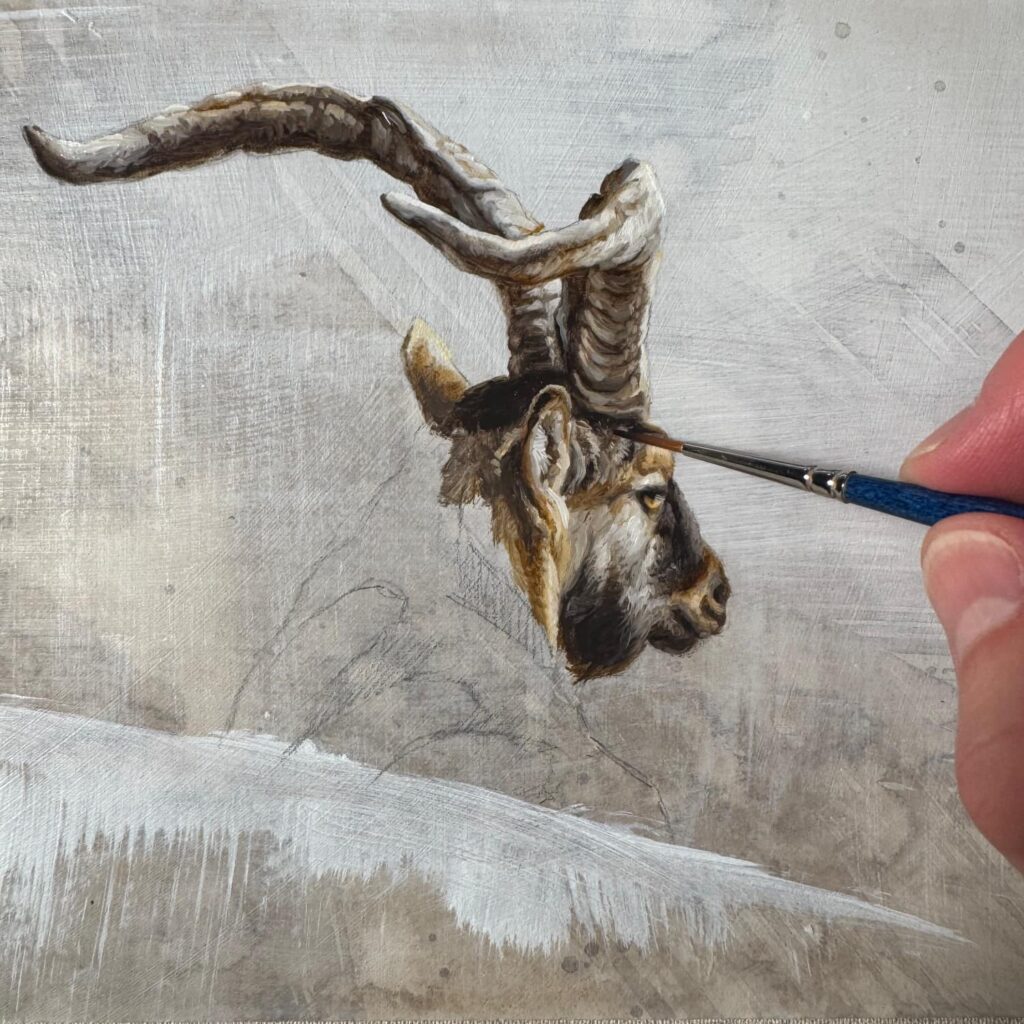 cuadro macho montes cabra hispanica herrera caza gredos rececho