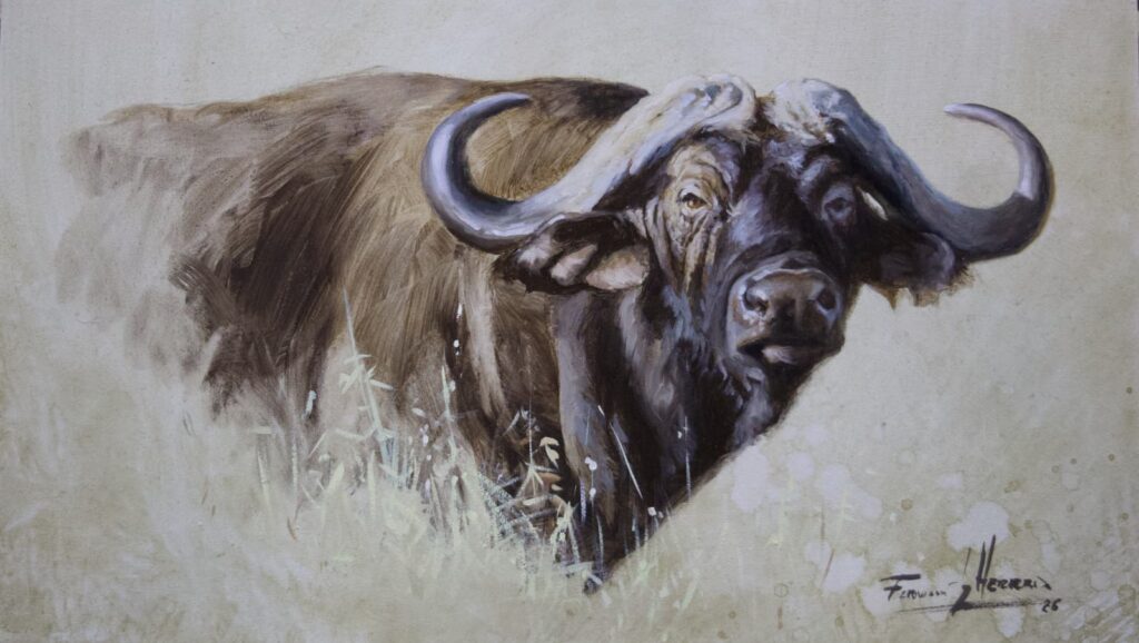 ocuadro bufalo africa safari caza herrera